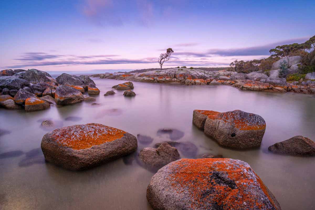 Nature photography of binalong tree, Tasmania